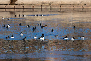 Flock of common goldeneye (Bucephala clangula) and greater scaup (Aythya marila) on the river