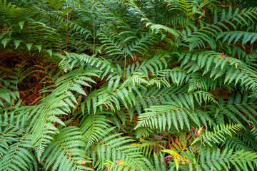 Fern leaves in a forest