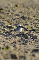 seagull on the sand