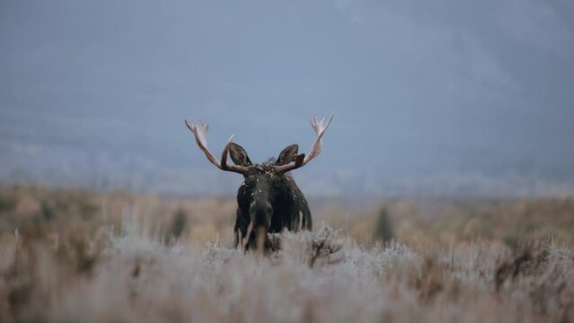 4K video of bull moose walking in sagebrush during golden hour.