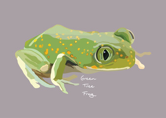 Vector Illustration of Green Tree Frog, White's tree frog, Dumpy tree frog