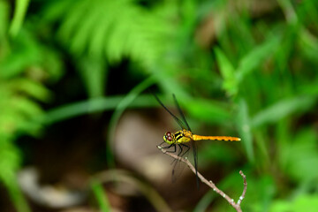 初秋に生まれる