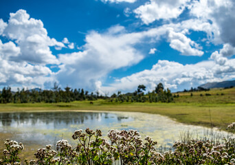 flowers in the foreground and nearby pond