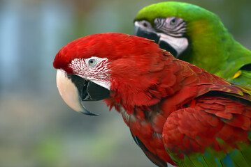 Close up photo of a macaw parrot