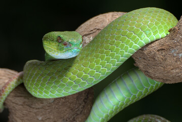 White-lipped island pit viper on the tree branch