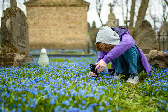 Teenage girl taking photos of blue scilla siberica spring flowers blossoming in Bernardine cemetery, one of the three oldest graveyards in Vilnius, Lithuania.