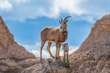 A female Bighorn Sheep in Badlands National Park, South Dakota