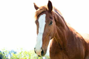 Close up of brown horse with white blaze.