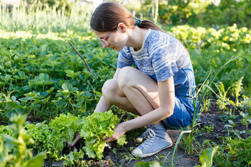woman harvests fresh green salad grown on a farm