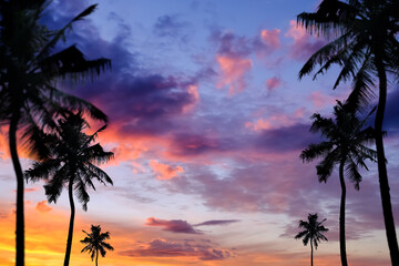 Palm trees silhouettes at dramatic sunset with clouds