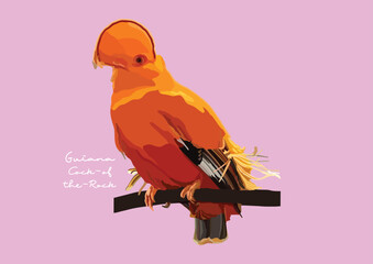 Vector Illustration of Guiana Cock-of-the-Rock, Bird