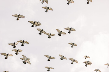 Pigeons flying in a flock