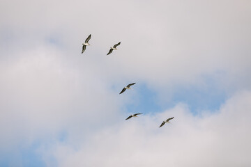 Pelicans flying on a cloudy day with abstract composition