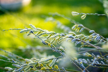 Fluffy yeallow catkins of golden willow tree flowering on sunny early spring day - obrazy, fototapety, plakaty