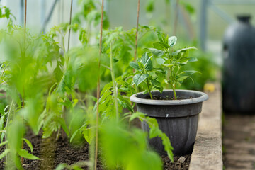 Cultivating tomato plants and bell peppers in a greenhouse on summer day. Growing own fruits and...