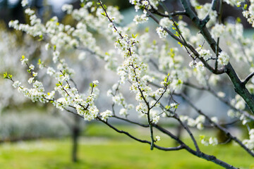 Beautiful cherry tree blossoming on spring. Beauty in nature. Tender cherry branches on spring day outdoors.