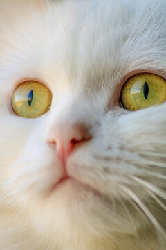 Close up of the cat's face