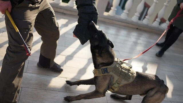Cynologist dog bites and clings to the criminal's hand during training outdoors