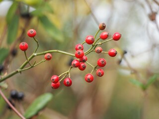 野ばらの実　秋