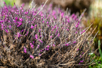 Detail of a flowering heather plant. Beautiful outdoor scenery.