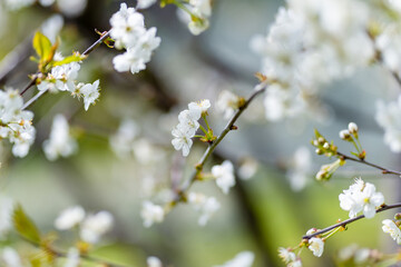 Beautiful cherry tree blossoming on spring. Beauty in nature. Tender cherry branches on spring day outdoors.