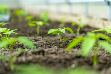 Cultivating bell peppers in a greenhouse on summer day. Growing own fruits and vegetables in a homestead.