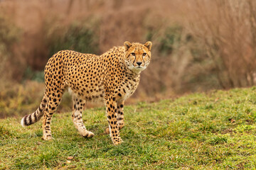 male cheetah (Acinonyx jubatus) beautiful animal © michal