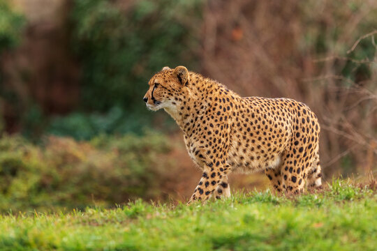 male cheetah (Acinonyx jubatus) beautiful animal