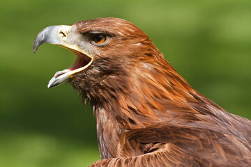 golden eagle (Aquila chrysaetos) open beak screaming