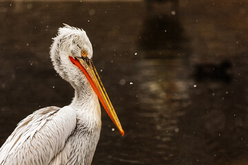Pelicans (genus Pelecanus) head in close-up