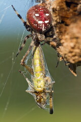 a spider caught an insect in its web