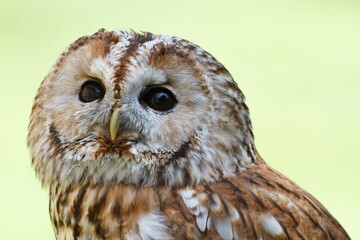 tawny owl (Strix aluco) detailed portrait