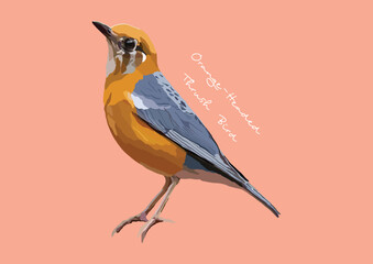 Vector Illustration of Orange-Headed Thrush Bird, Bird