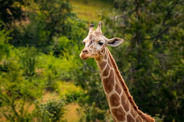 Giraffe in the open