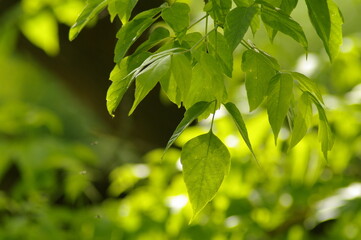 leaves