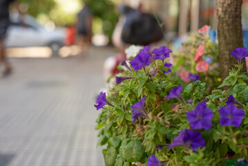 Flores violetas con Mafalda de fondo