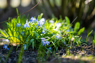 Closeup of blooming blue scilla luciliae flowers on sunny spring day. First spring bulbous plants.