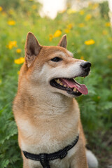 Shiba inu is Japanese dog. Shiba Inu dog with colorful flower. Dog in a field of colorful meadow.