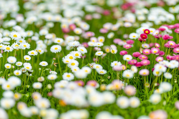 Beautiful meadow in springtime full of flowering white and pink common daisies on green grass. Daisy lawn.