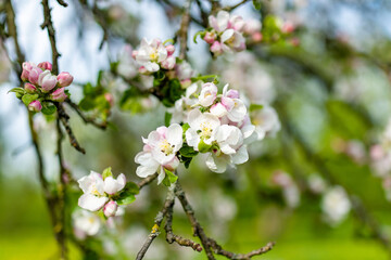 Beautiful old apple tree garden blossoming on sunny spring day.