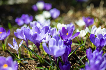 Blooming crocus flowers in the park. Spring landscape.