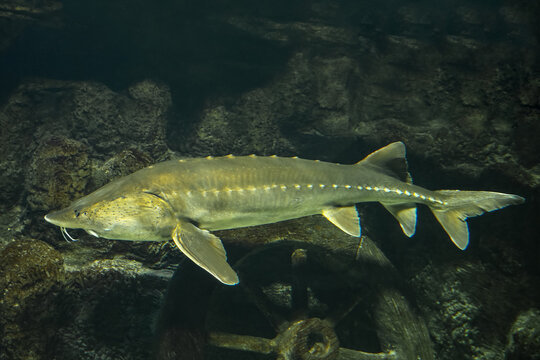  Sturgeon fish (kaluga, beluga) swim at the bottom of the aquarium. Fish underwater.