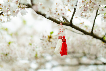 Bulgarian Martenitsa tied to a cherry tree branch. Symbol of national Bulgarian tradition. - obrazy, fototapety, plakaty