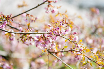 Beautiful cherry tree blossoming on spring. Beauty in nature. Tender cherry branches on spring day outdoors.