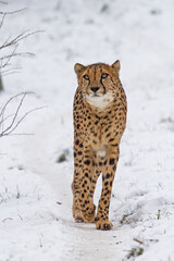 male cheetah (Acinonyx jubatus) in winter weather in the snow