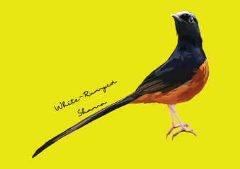 Vector Illustration of White-Rumped Shama, Bird