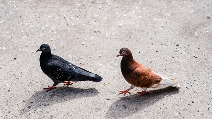 Two pigeons