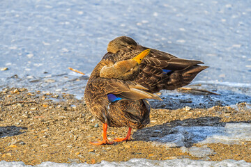 American Black Duck preening beside a river. 