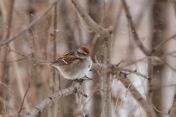 American Tree Sparrow perched in a thicket 