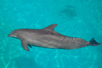 Side view of a dolphin
